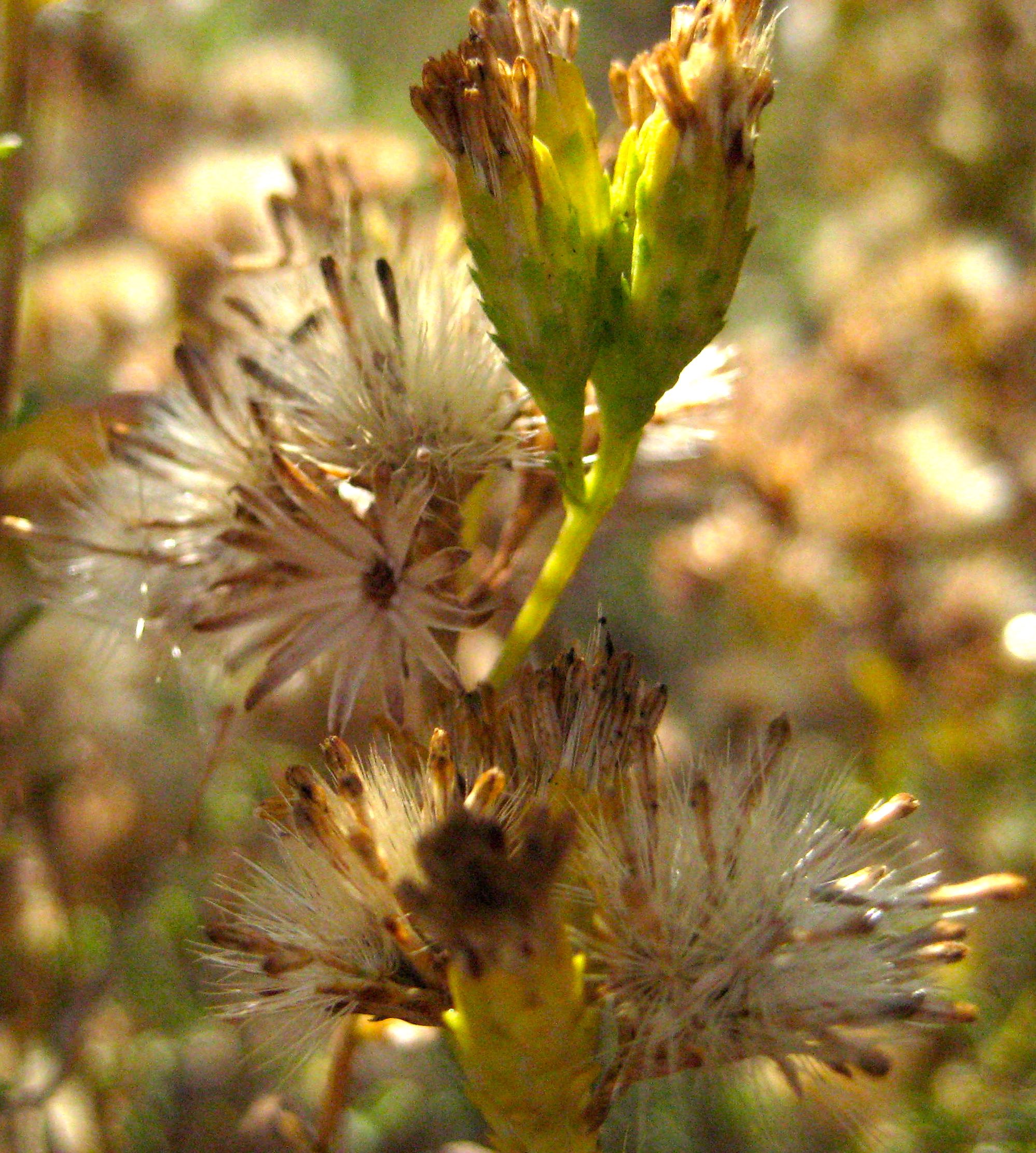 Isocoma menziesii — parent species of Isocoma menziesii var. diabolica