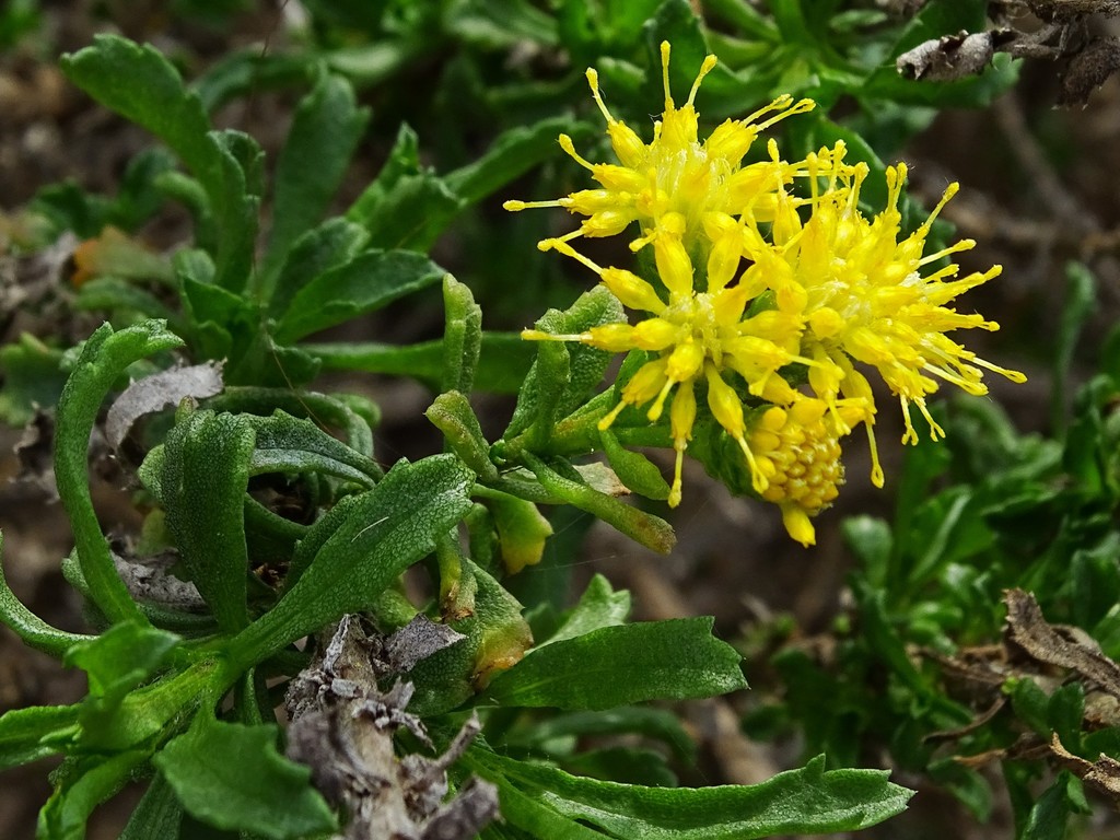 Isocoma sp. (Goldenbush), native California shrub