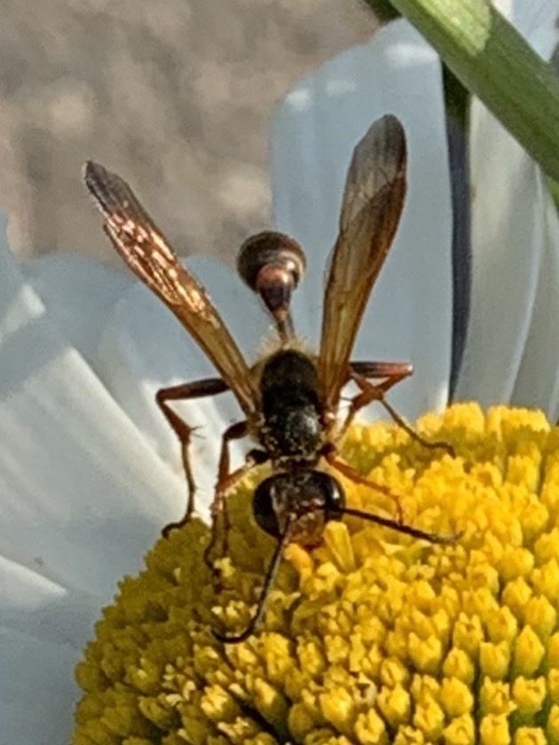 Isodontia elegans (Elegant Grass-carrying Wasp), California species