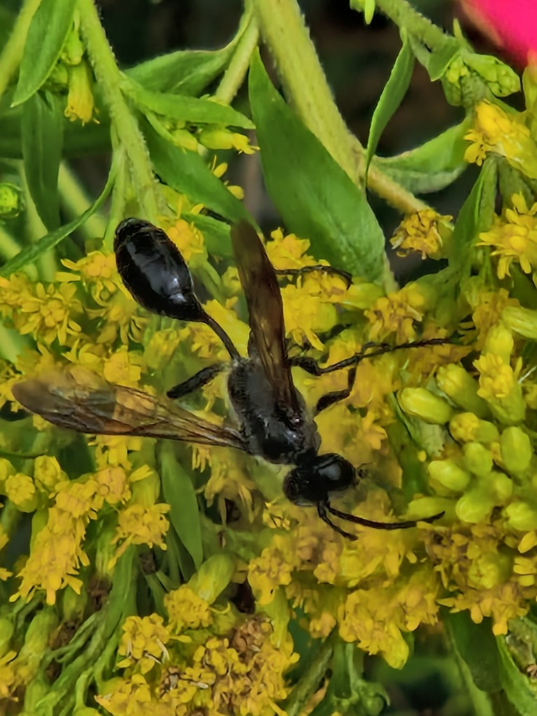 Isodontia mexicana (Mexican Grass-carrying Wasp), California species