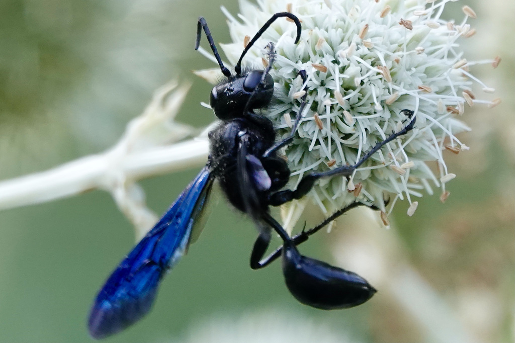 Isodontia philadelphica, California species