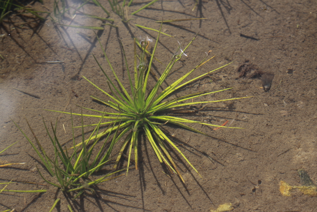 Isoetes bolanderi (Bolander's quillwort), native California grass