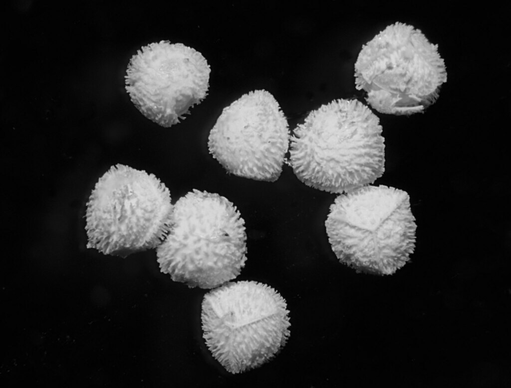 Isoetes echinospora (Spiny spored quillwort), native California perennial