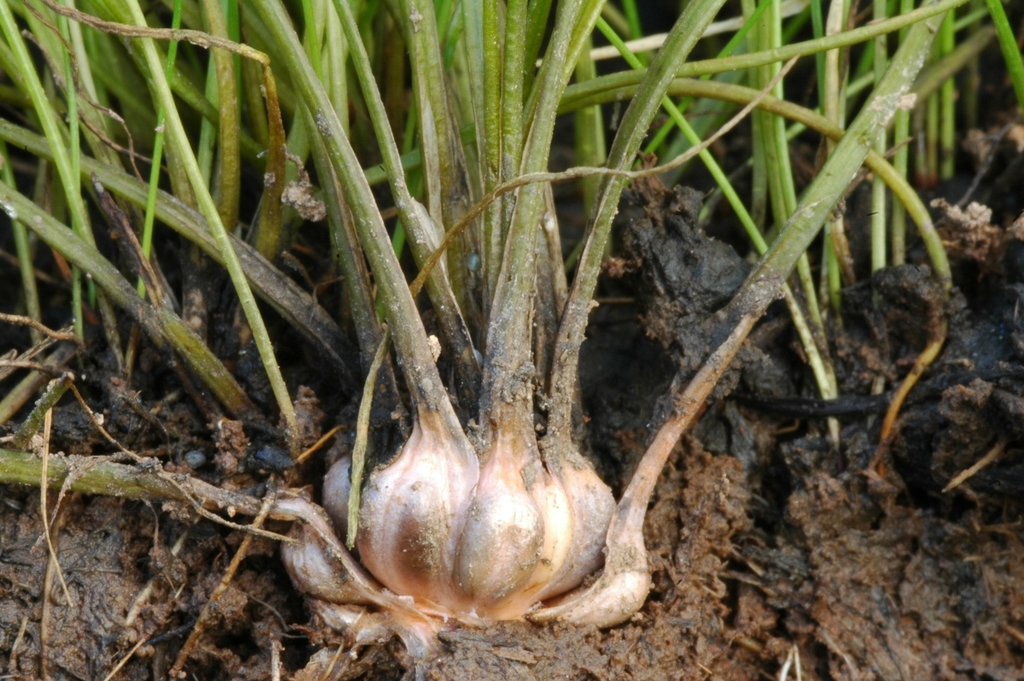 Isoetes howellii (Howell's quillwort), native California grass