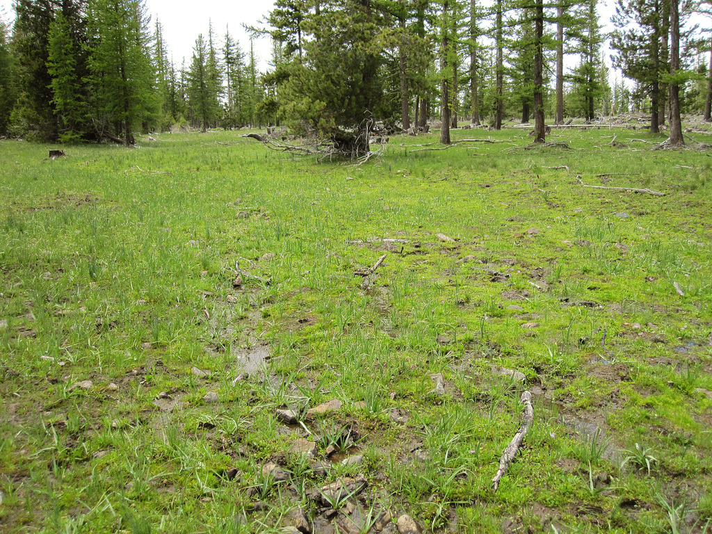 Isoetes minima (Columbia quillwort), California grass