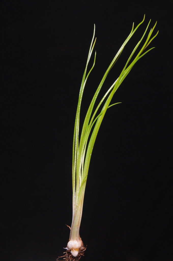 Isoetes nuttallii (Nuttall's quillwort), native California grass