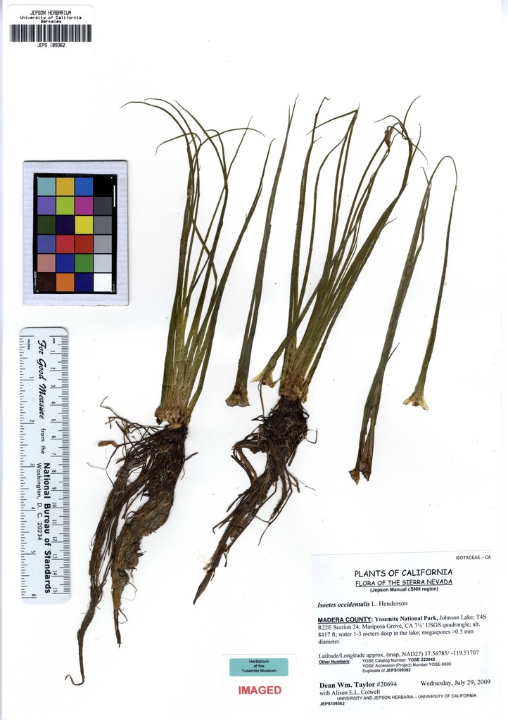 Isoetes occidentalis (Western quillwort), native California grass