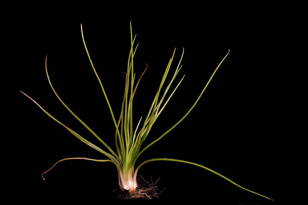 Isoetes sp. (Quillwort), native California perennial
