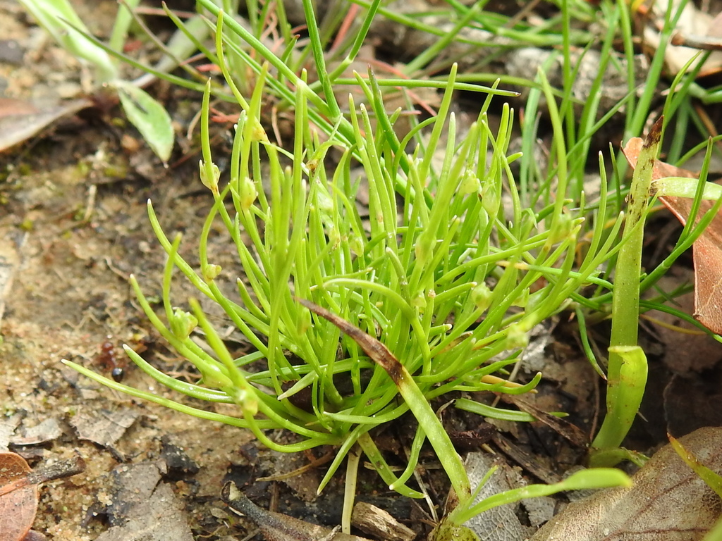 Isolepis carinata (Keeled bulrush), native California grass