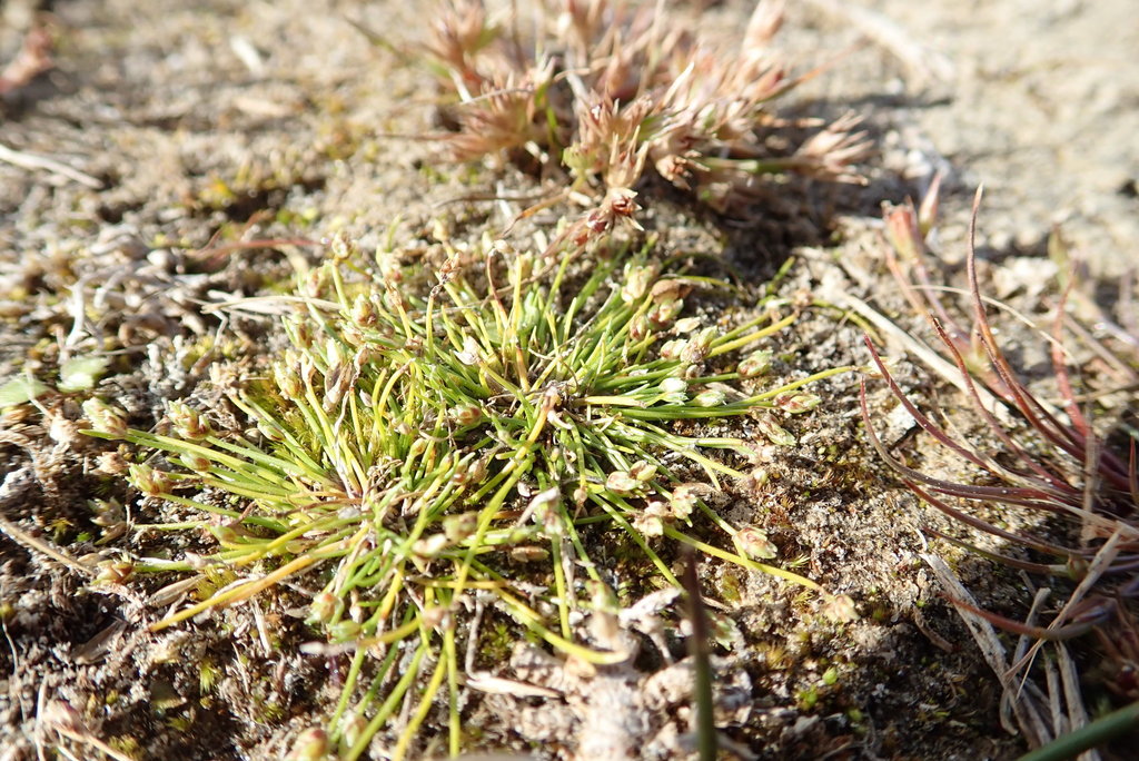 Isolepis cernua (Low bulrush), native California grass