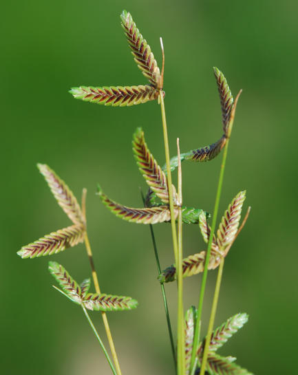 Isolepis levynsiana, non-native California annual