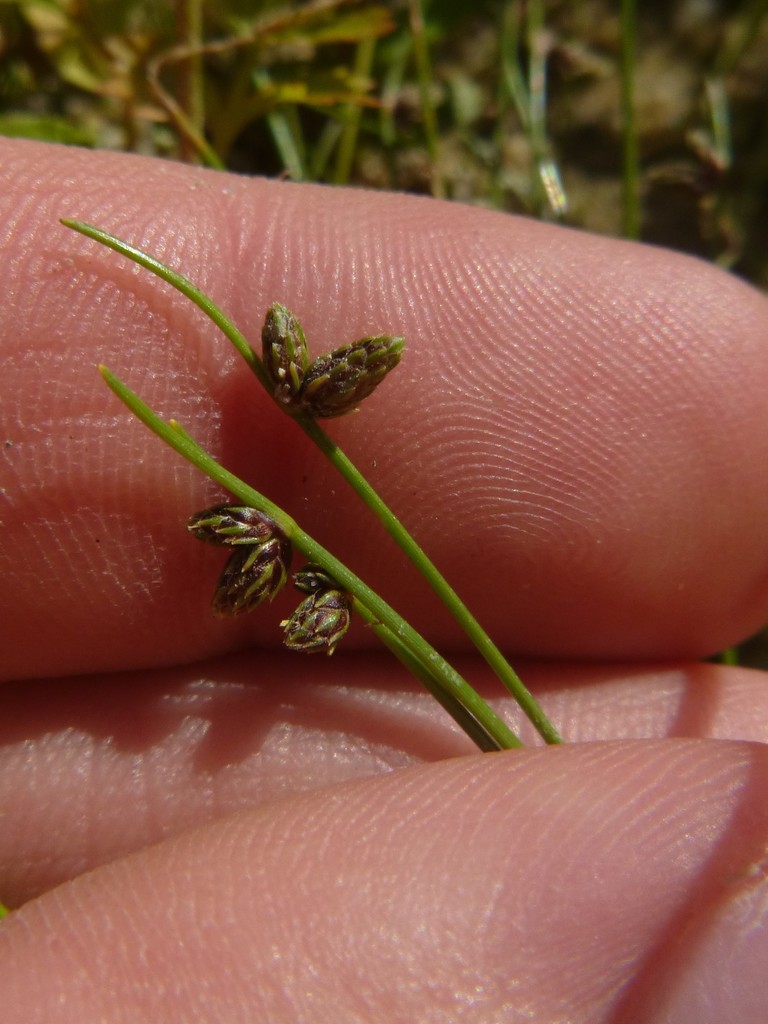 Isolepis setacea (Bristleleaf bulrush), non-native California grass