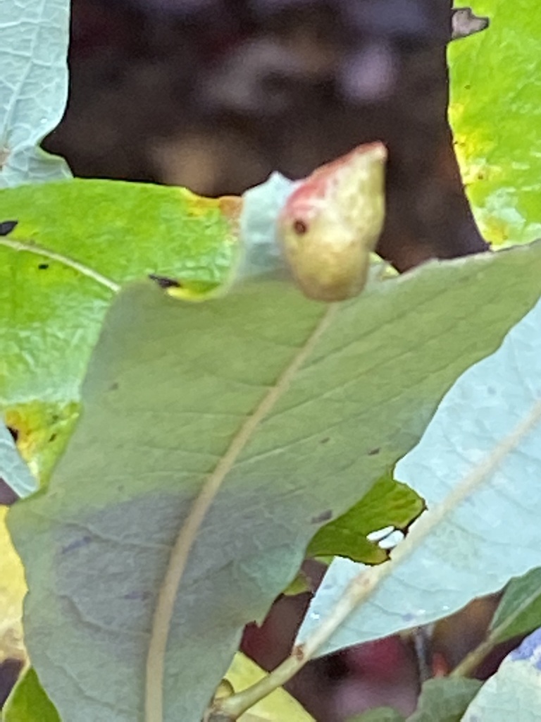 Iteomyia salicisverruca (Willow leaf gall midge), California species