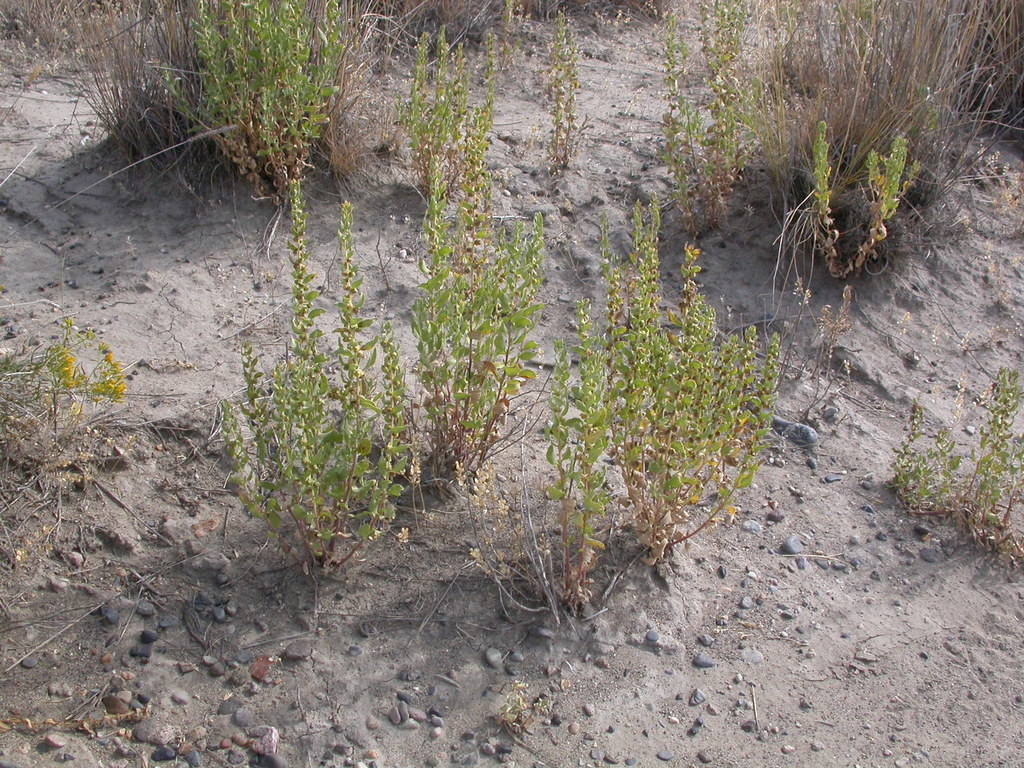 Iva axillaris (Poverty weed), native California subshrub