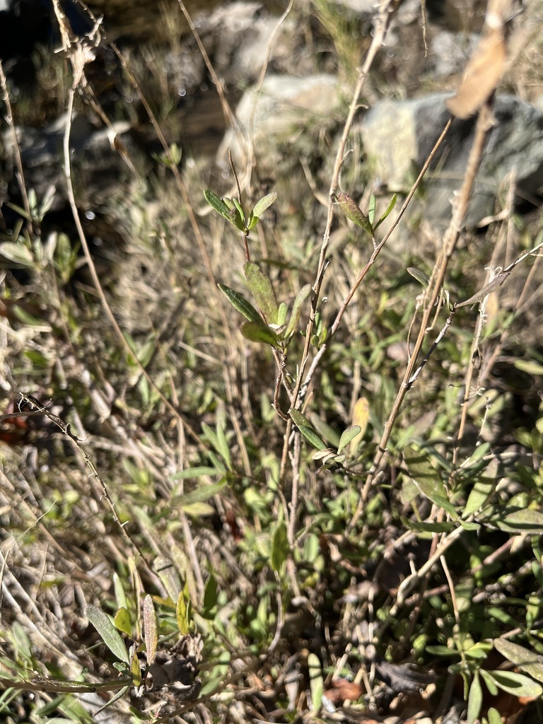 Iva hayesiana (San diego marsh-elder), native California subshrub