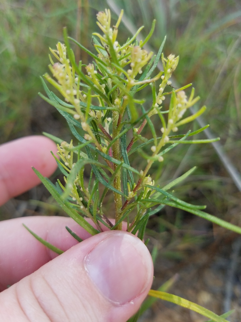 Iva sp. (Marsh-elder), native California perennial