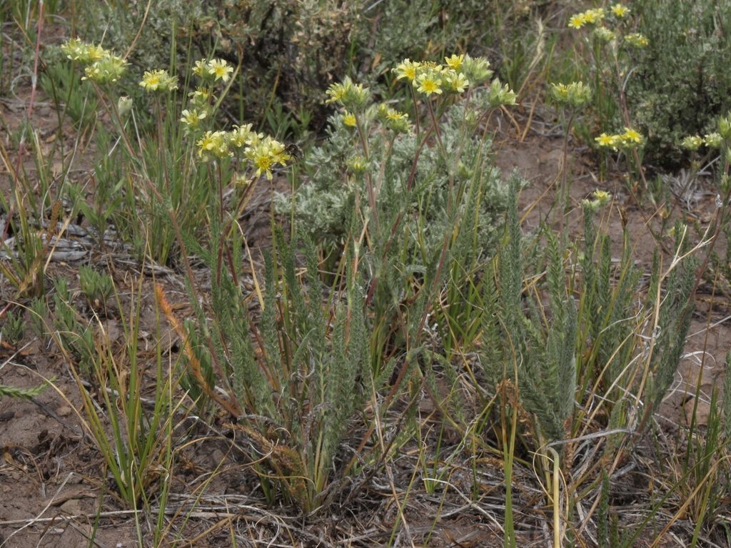 Ivesia aperta (Sierra valley mousetail), native California herb