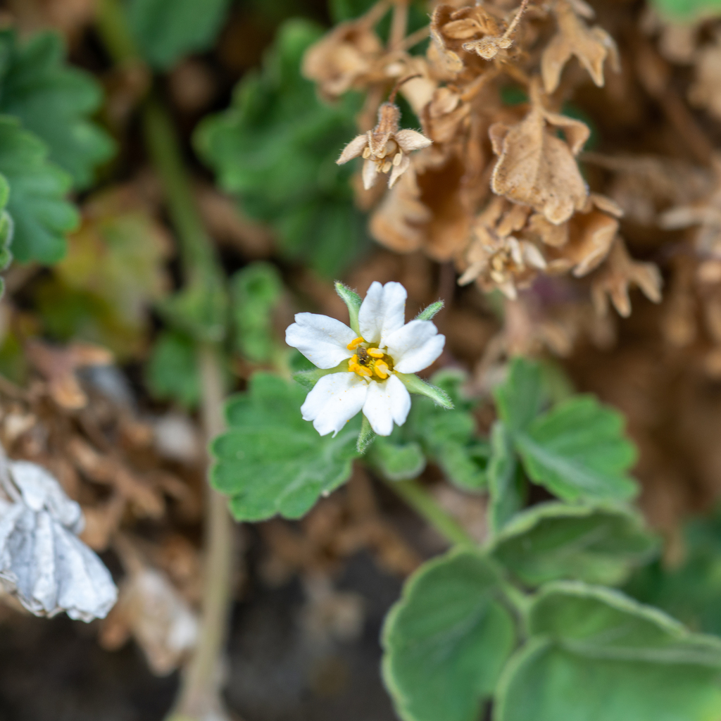 Ivesia arizonica var. arizonica (Yellow purpusia), native California herb
