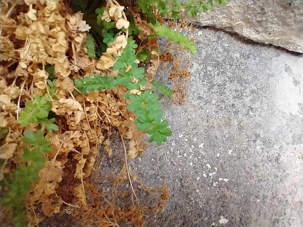 Ivesia baileyi (Bailey's ivesia), native California subshrub