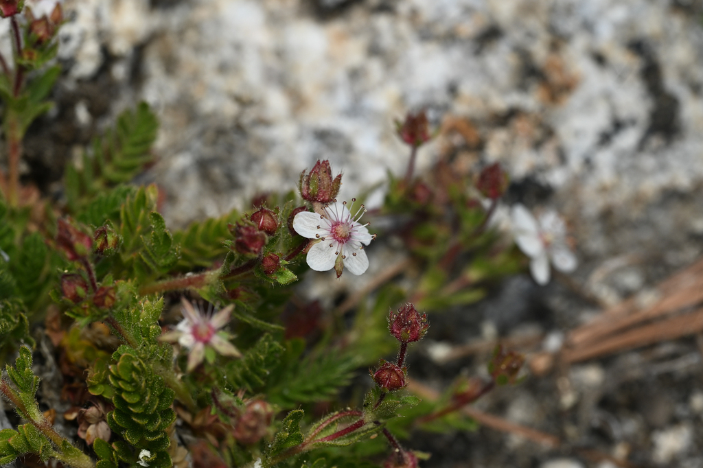 Ivesia callida (Tahquitz ivesia), native California herb