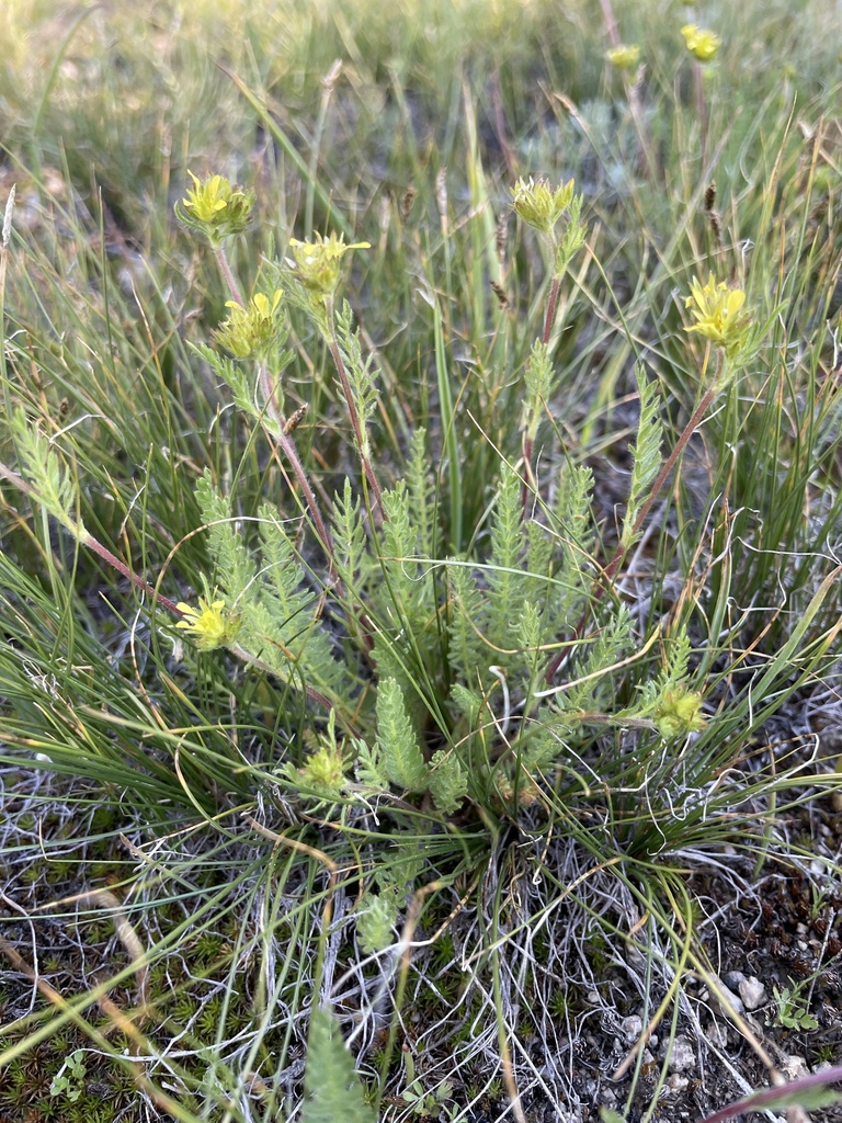 Ivesia campestris (Field ivesia), native California herb