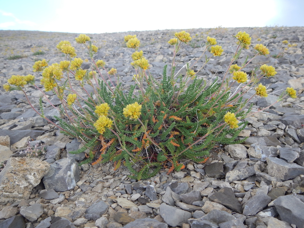 Ivesia gordonii var. alpicola (Alpine ivesia), native California perennial