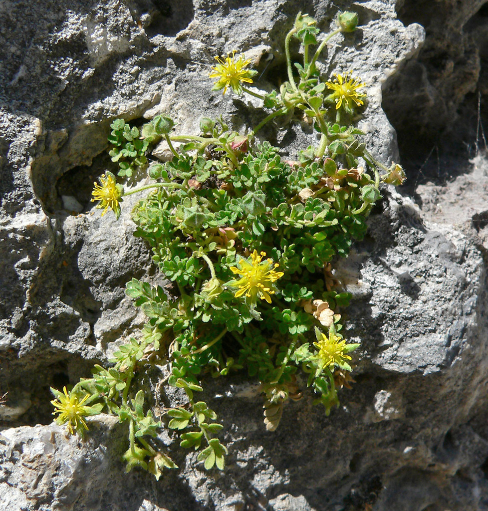 Ivesia jaegeri (Jaeger's ivesia), native California herb