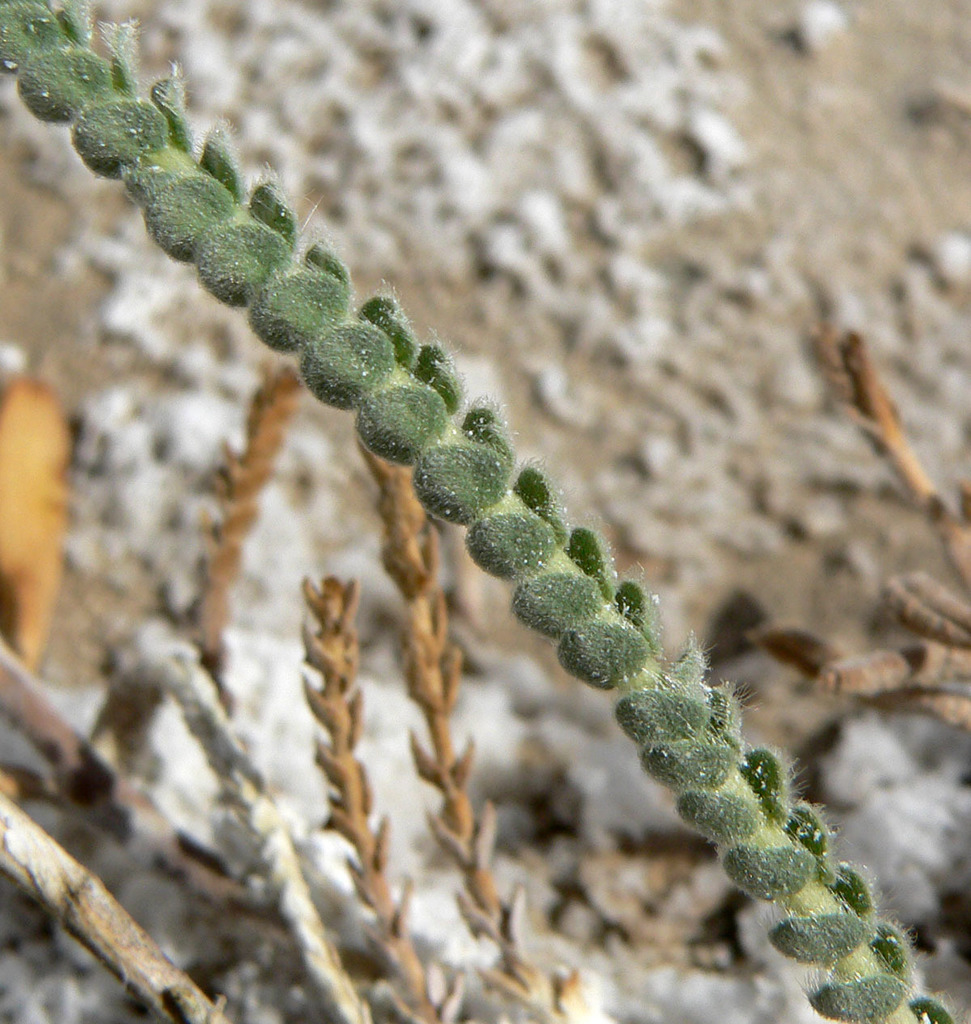 Ivesia kingii var. kingii (Alkali ivesia), native California perennial