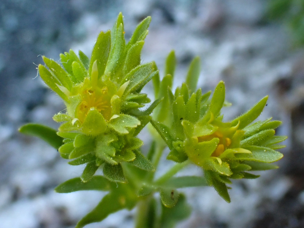 Ivesia longibracteata (Castle crags ivesia), native California herb