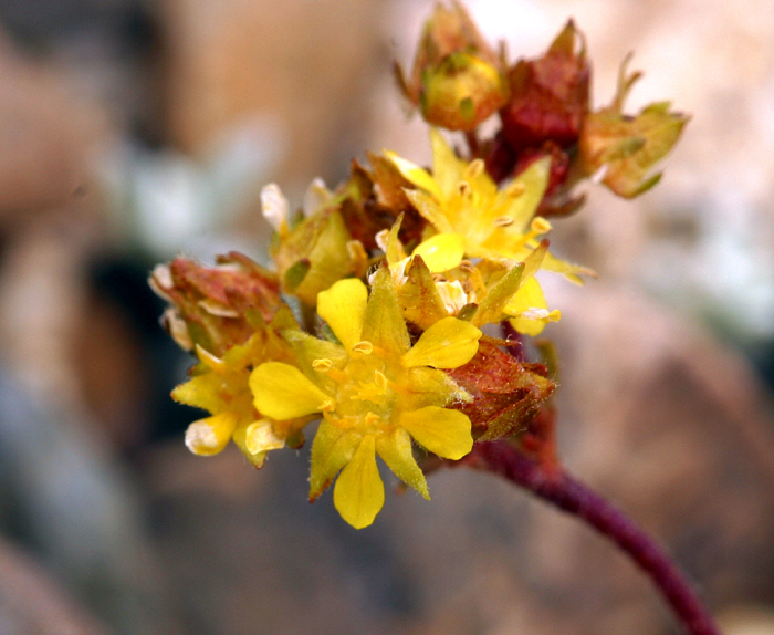 Ivesia lycopodioides var. lycopodioides (Clubmoss ivesia), native California herb