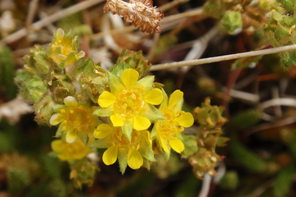 Ivesia lycopodioides var. megalopetala (Clubmoss ivesia), native California herb