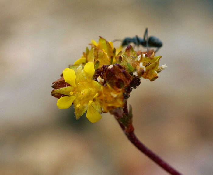 Ivesia lycopodioides var. scandularis (Clubmoss ivesia), native California herb
