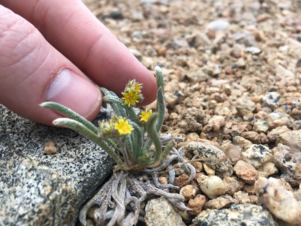 Ivesia muirii (Granite mousetail), native California herb