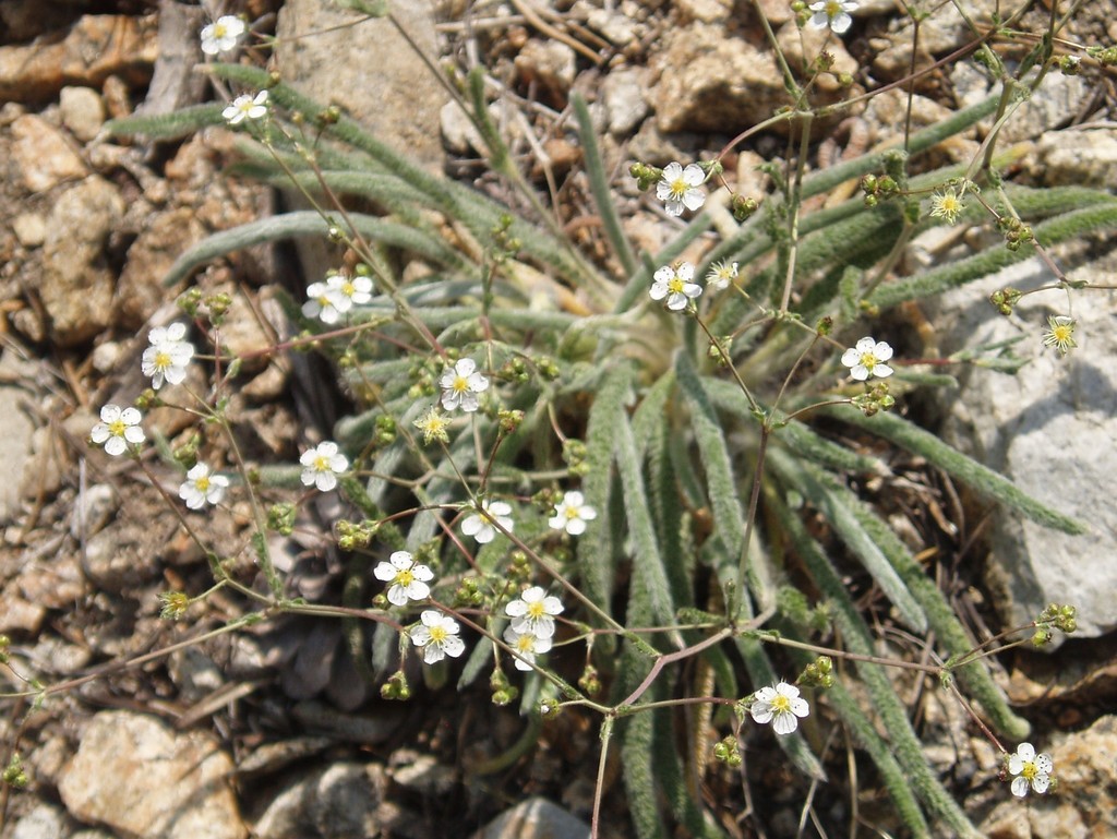 Ivesia patellifera (Kingston mountains ivesia), native California herb