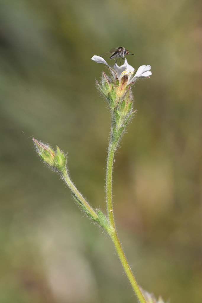 Ivesia pickeringii (Pickering's ivesia), native California herb
