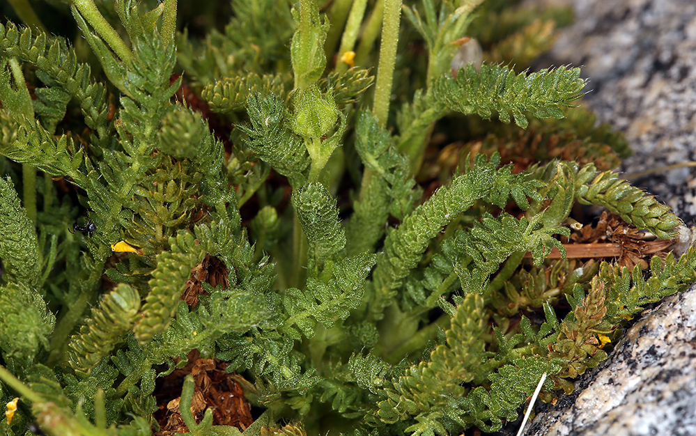 Ivesia pygmaea (Dwarf ivesia), native California herb