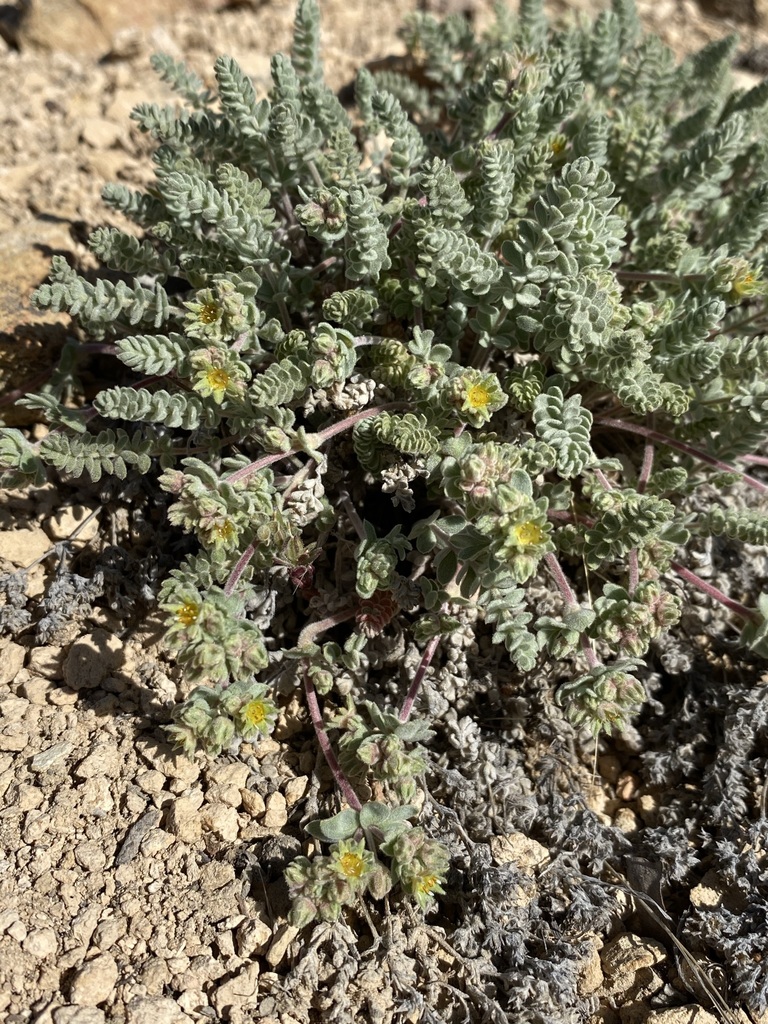 Ivesia rhypara var. rhypara (grimy ivesia), California herb
