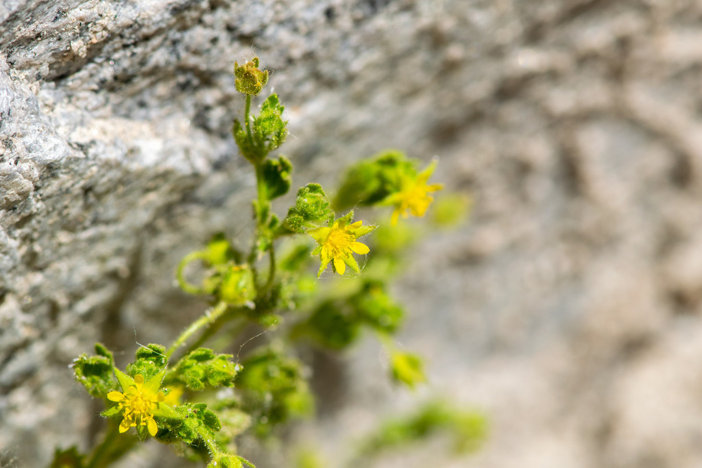 Ivesia saxosa (Rock five finger), native California herb