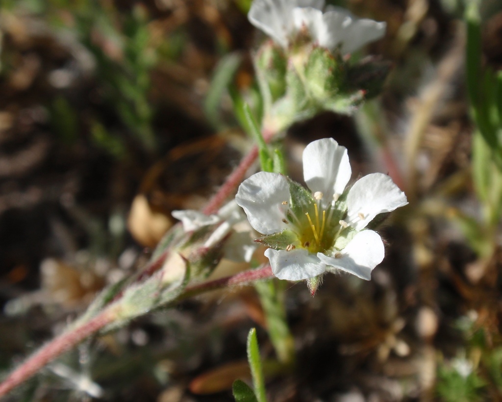 Ivesia sericoleuca (Plumas ivesia), native California herb