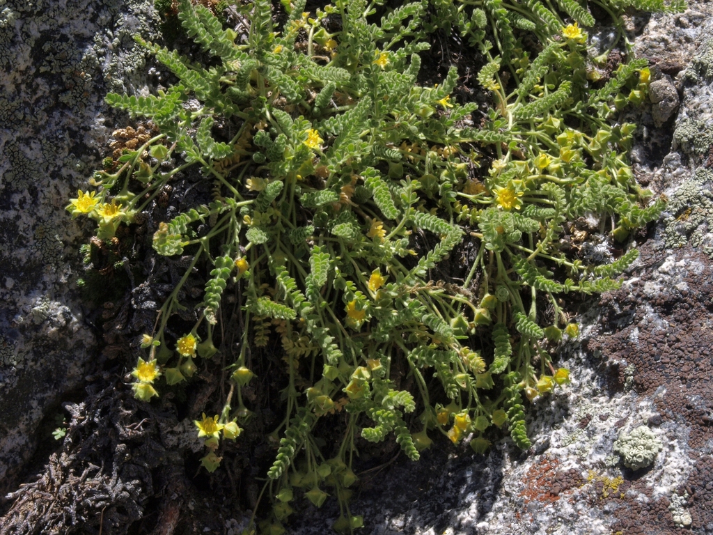 Ivesia shockleyi var. shockleyi (Shockley's ivesia), native California subshrub