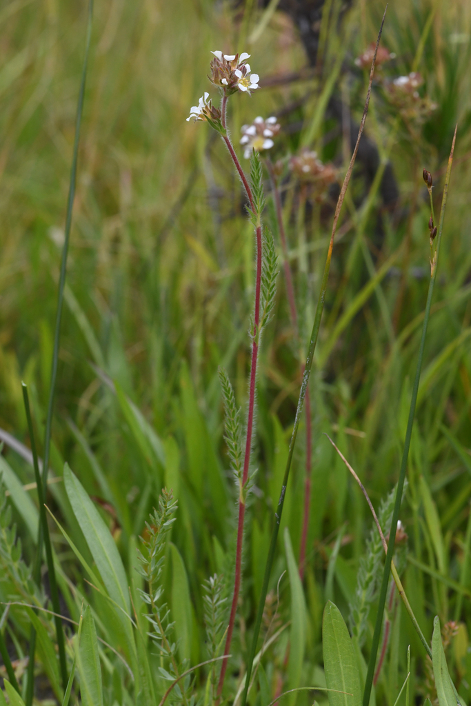 Ivesia unguiculata (Yosemite ivesia), native California herb