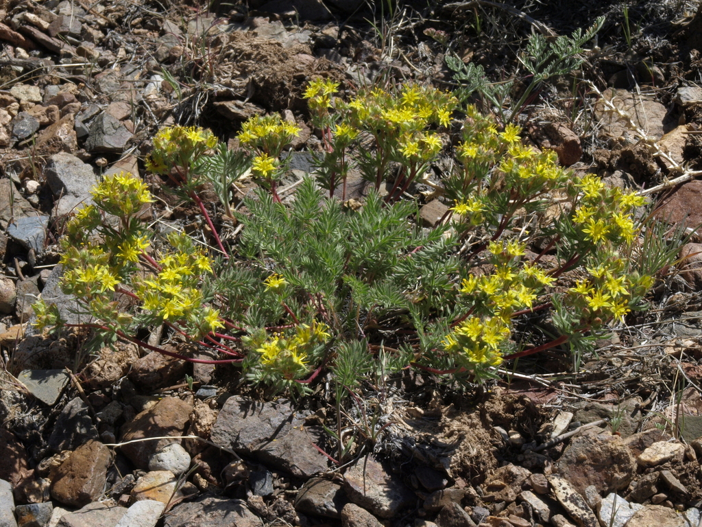 Ivesia webberi (Webber's ivesia), native California herb