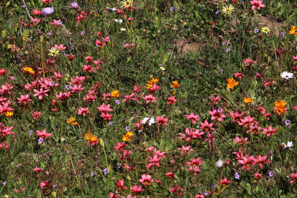 Ixia maculata (African cornlily), non-native California herb