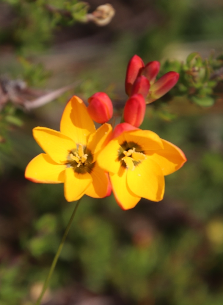 Ixia sp., non-native California perennial