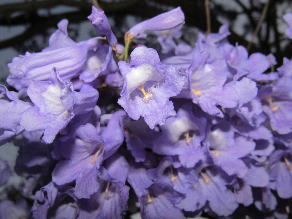 Jacaranda mimosifolia (Blue jacaranda), non-native California tree
