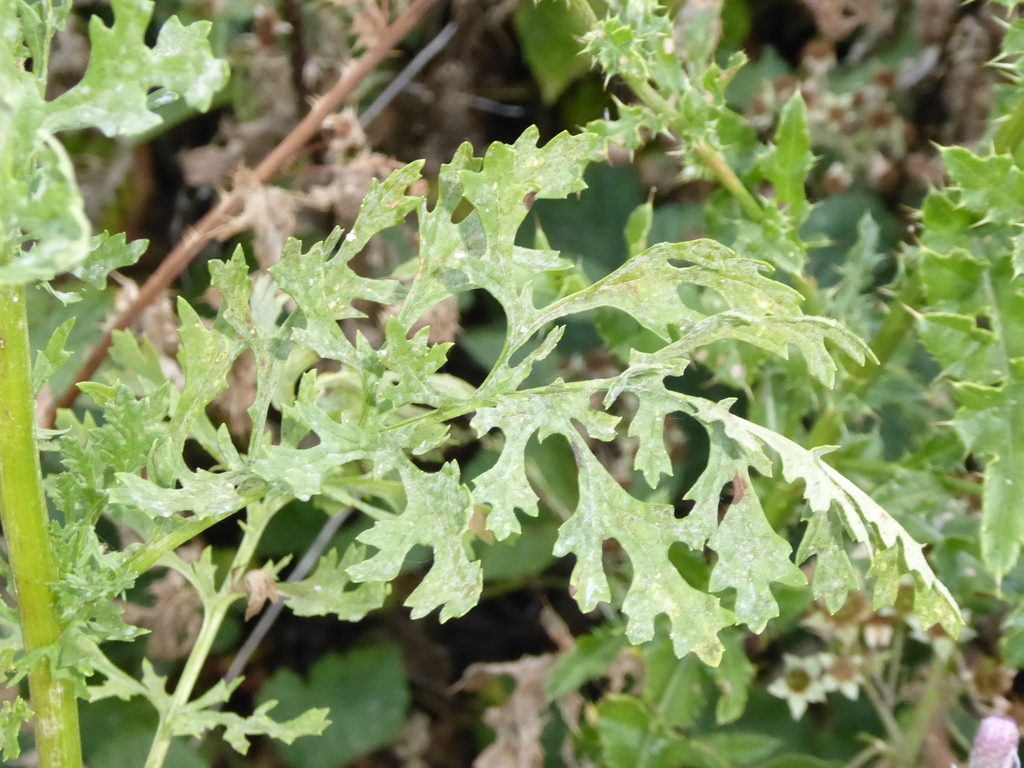 Jacobaea sp. (Ragwort), California perennial