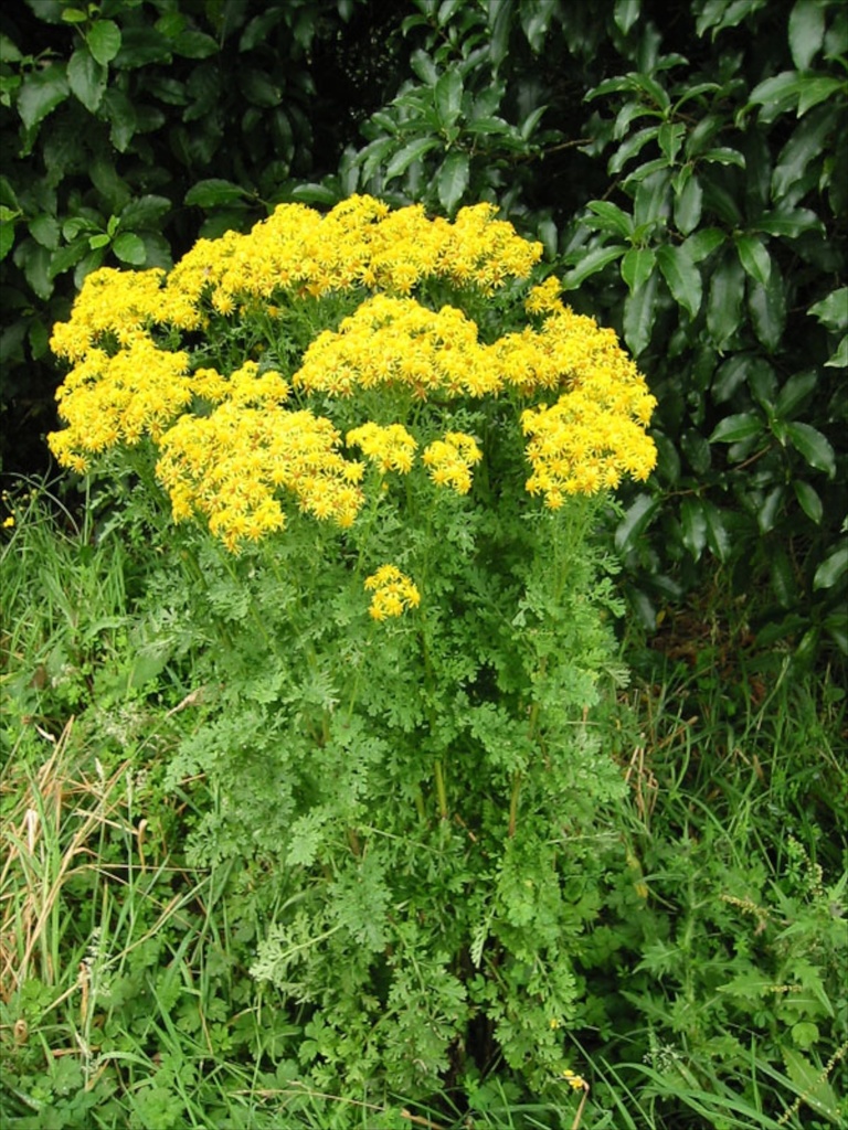 Jacobaea vulgaris subsp. vulgaris (Tansy ragwort), non-native California perennial
