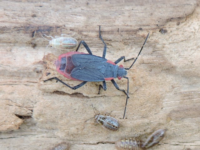Jadera haematoloma (Red-shouldered Bug), California species