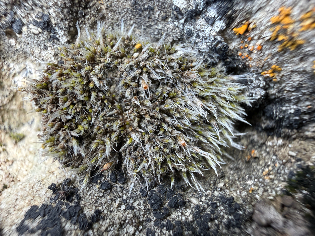 Jaffueliobryum wrightii (Wright's jaffueliobryum moss), California species