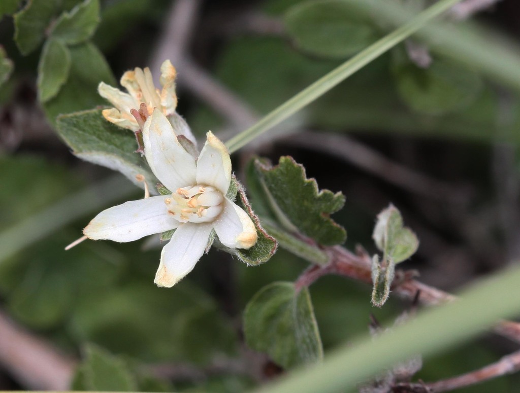 Jamesia americana var. rosea (Rosy-petalled cliffbush), native California shrub